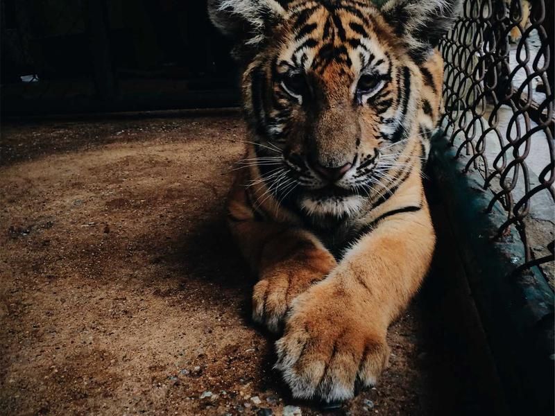 Escape room met Mike