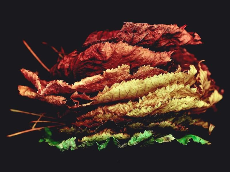 Hardloopsessie met Lea