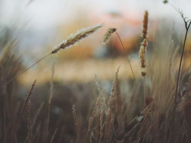 Bierproeverij met Rose