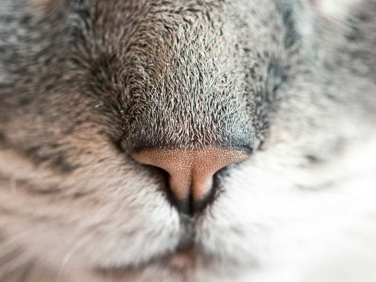 Bowlingmiddag met Damin