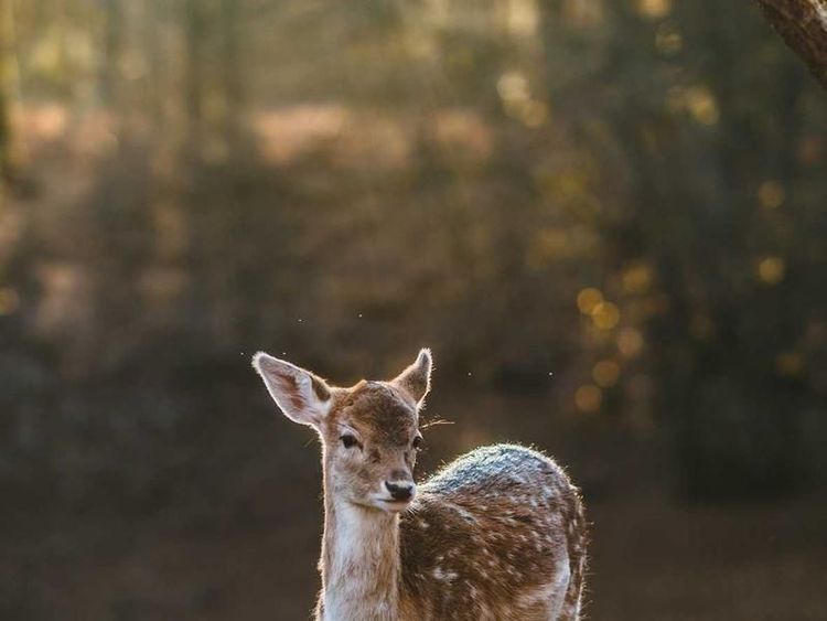 Karaoke-avond met Amin
