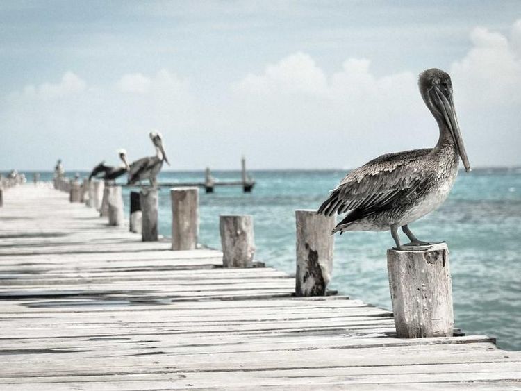 Kartrace met Florine